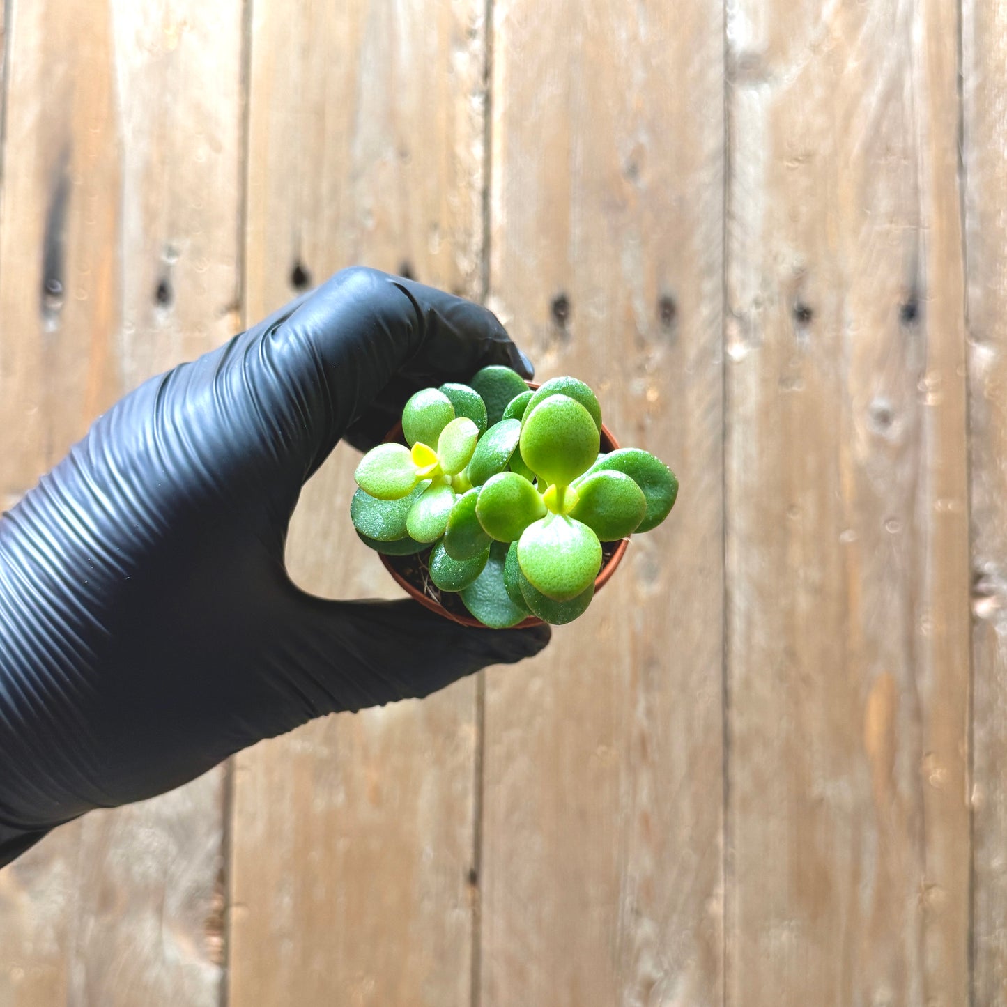 Jade Plant
