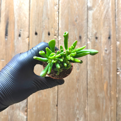 Baby Toes