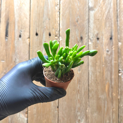 Baby Toes
