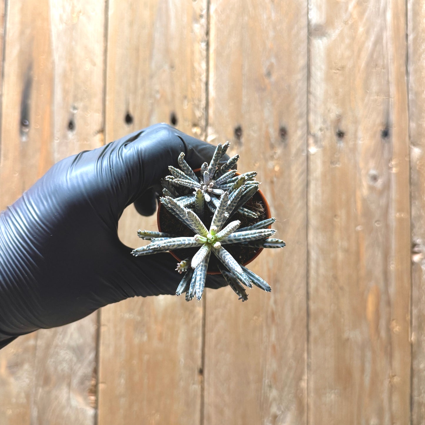 Chandelier plant