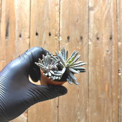 Chandelier plant