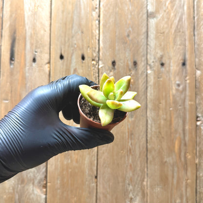 Coppertone Stonecrop