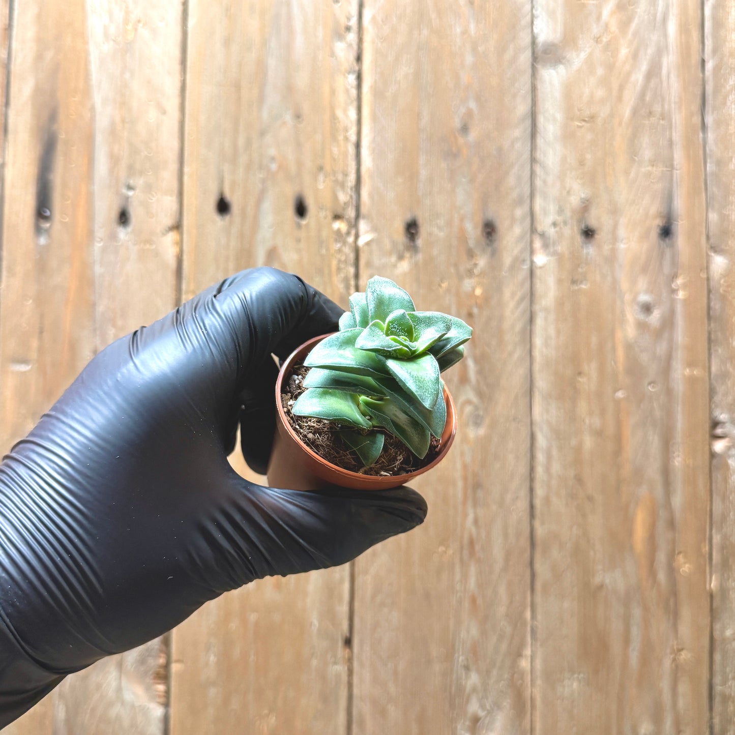Krysna crassula