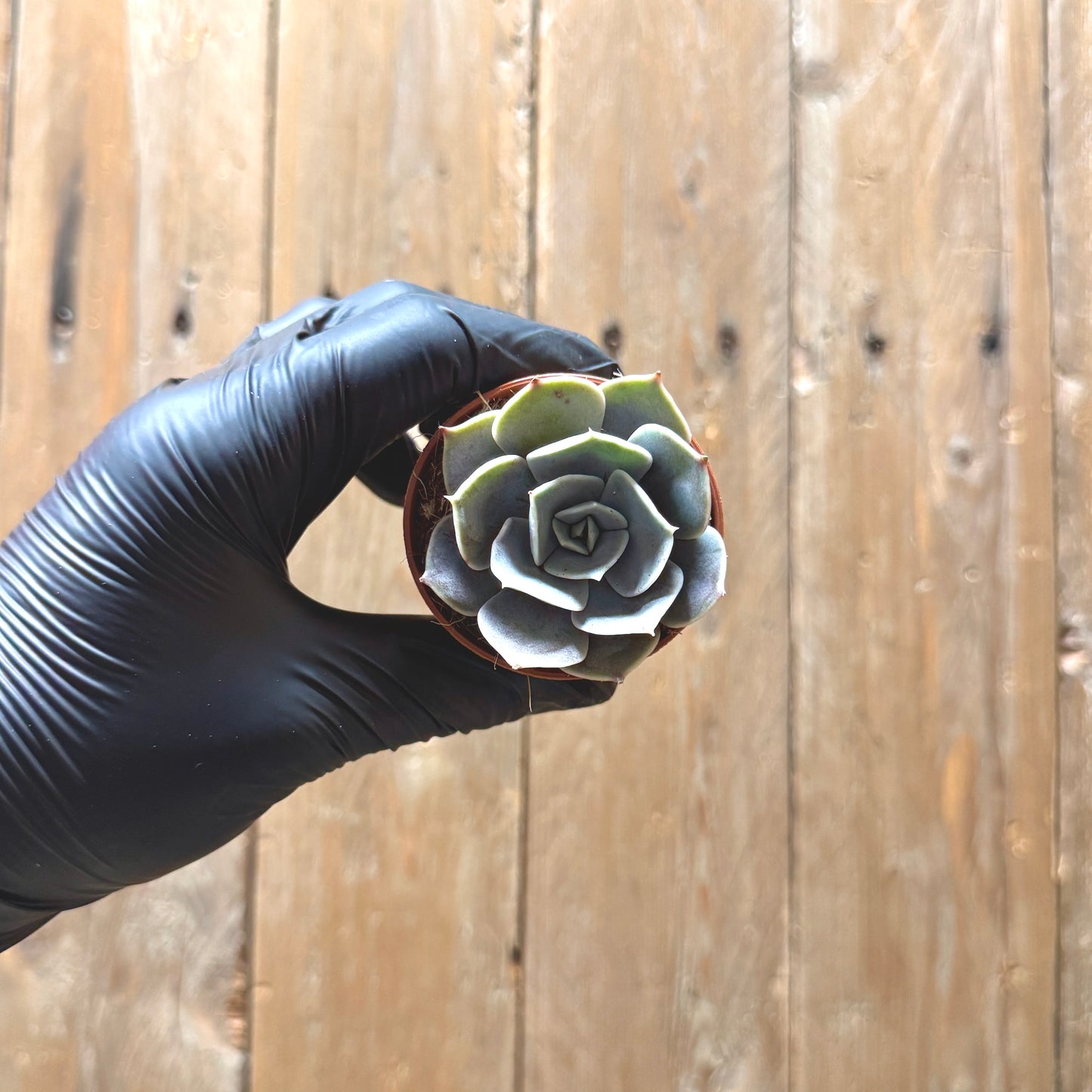 Echeveria hyalina
