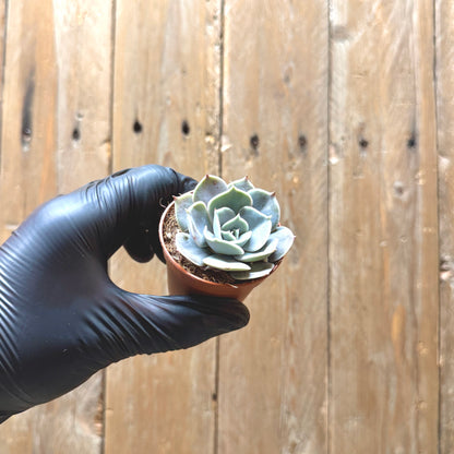 Echeveria hyalina
