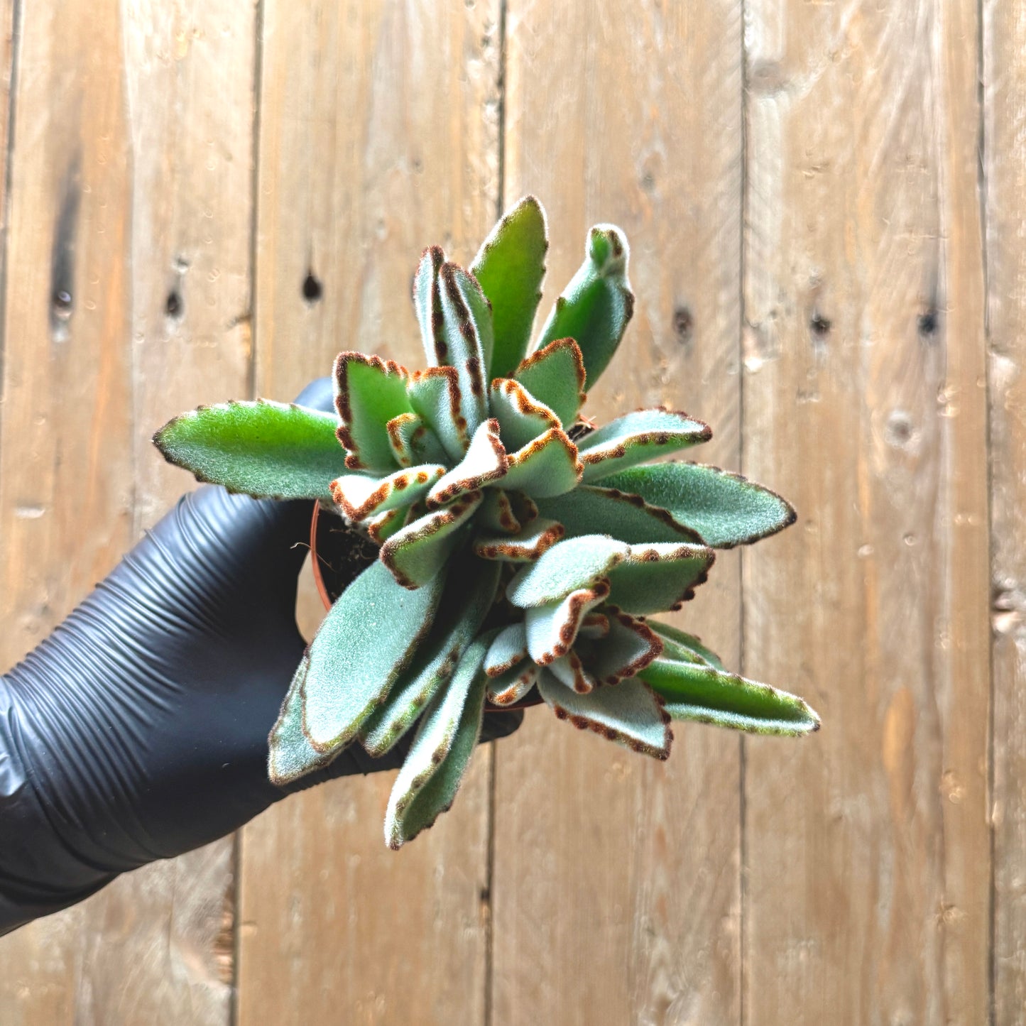 Panda Plant