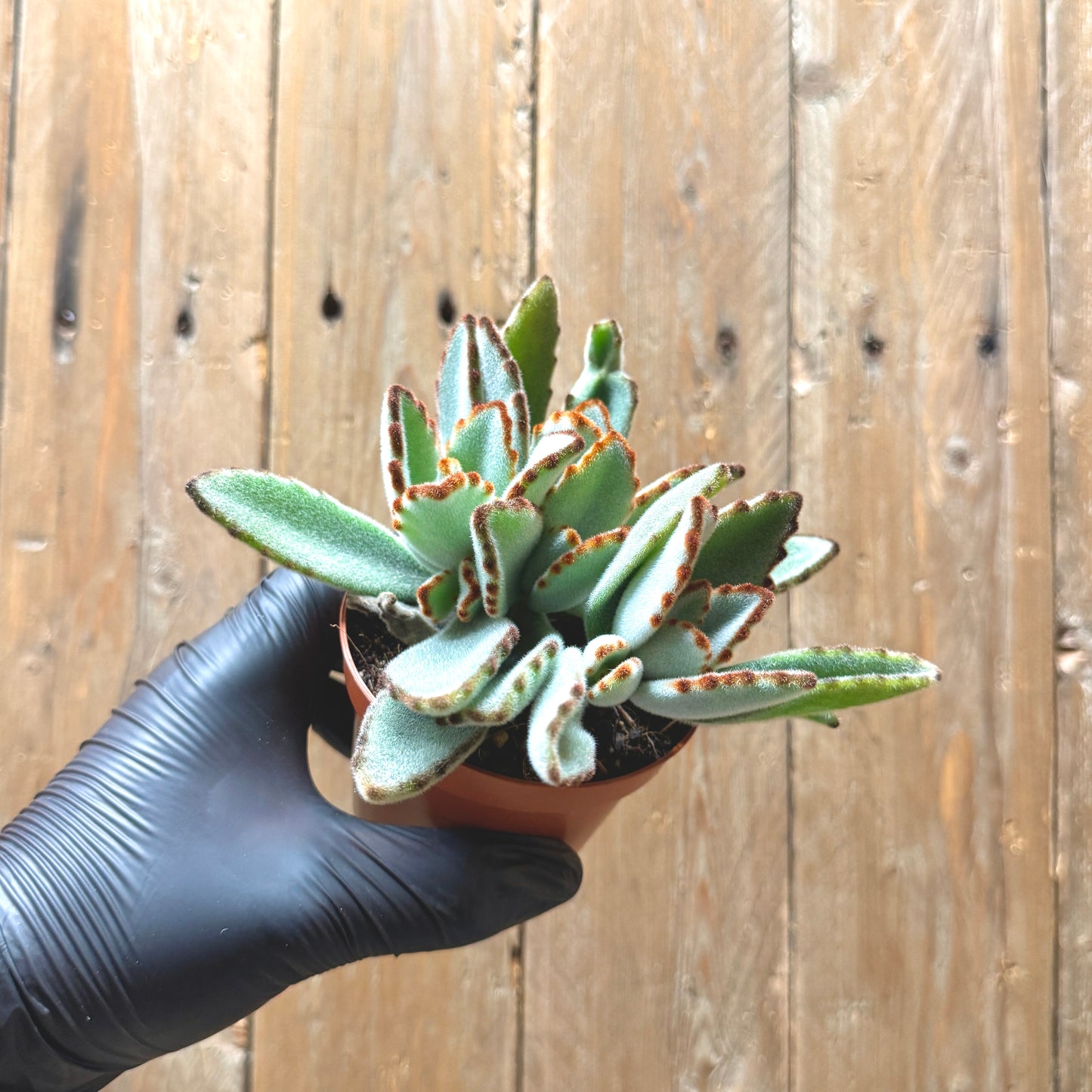 Panda Plant
