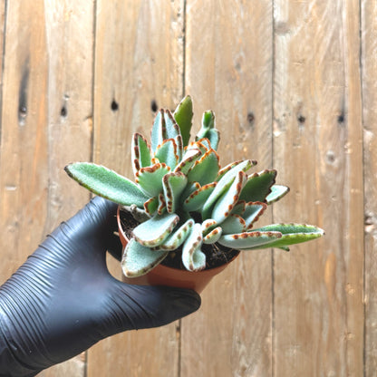 Panda Plant