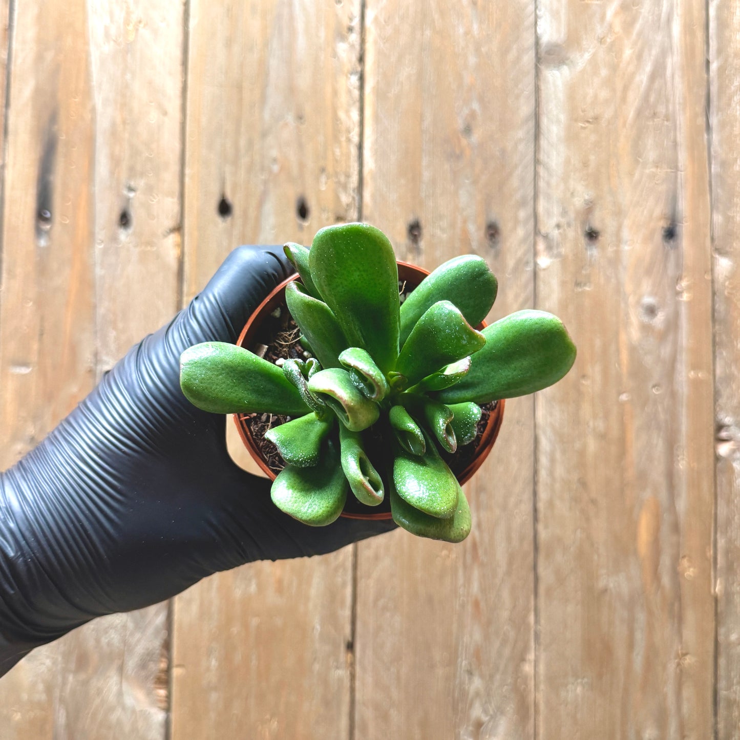 Crassula ovata