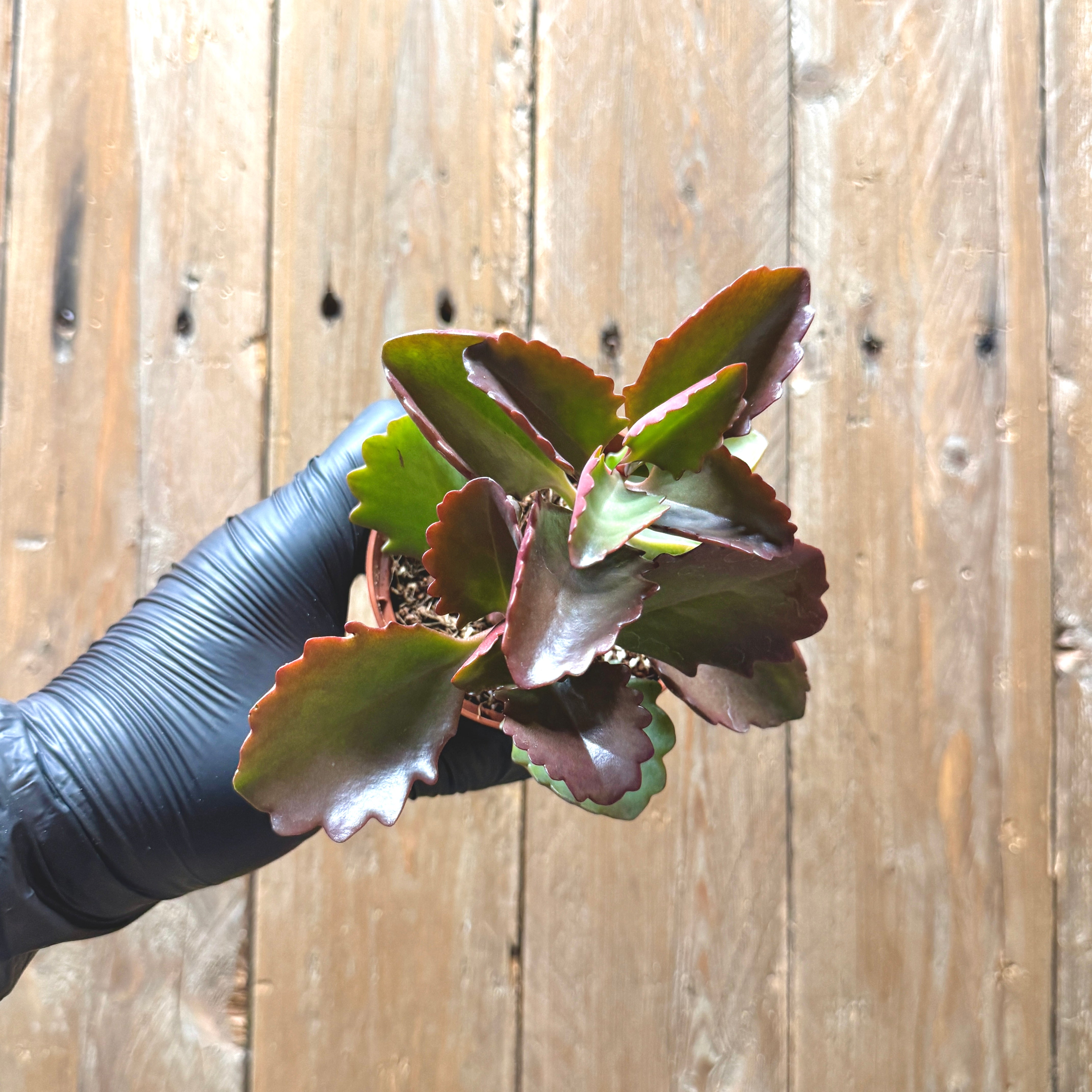 Tugela Cliff Kalanchoe