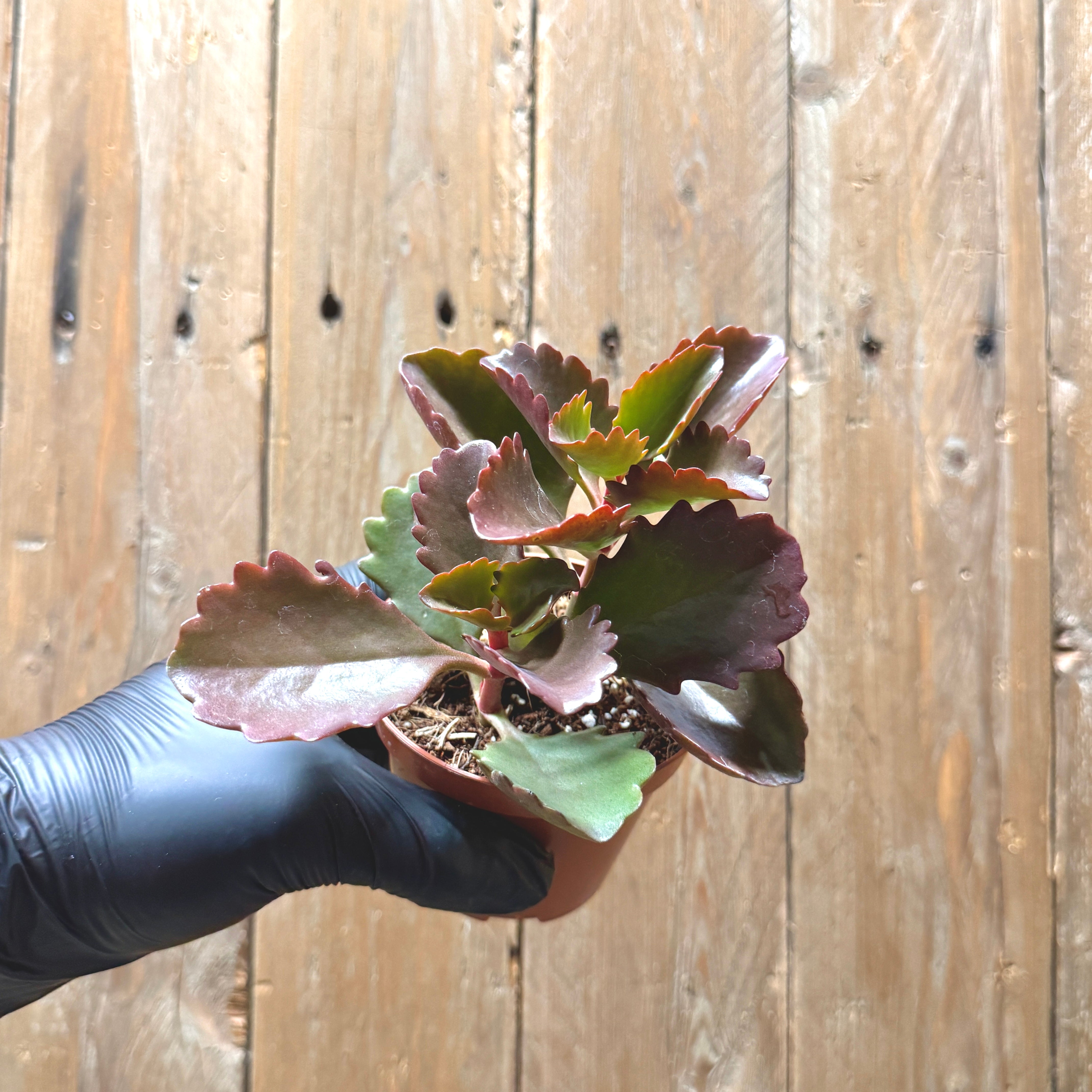 Tugela Cliff Kalanchoe