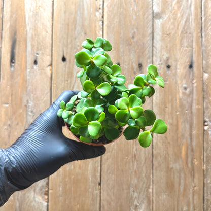 Elephant Bush