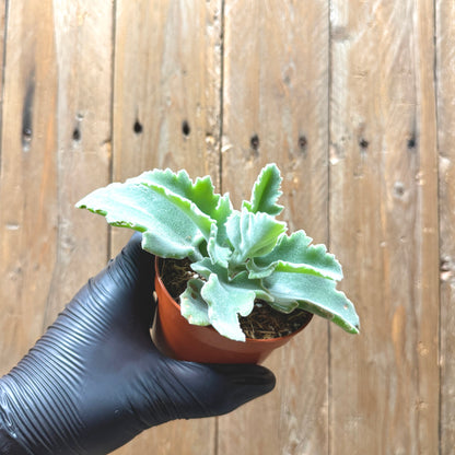 Donkey Ear