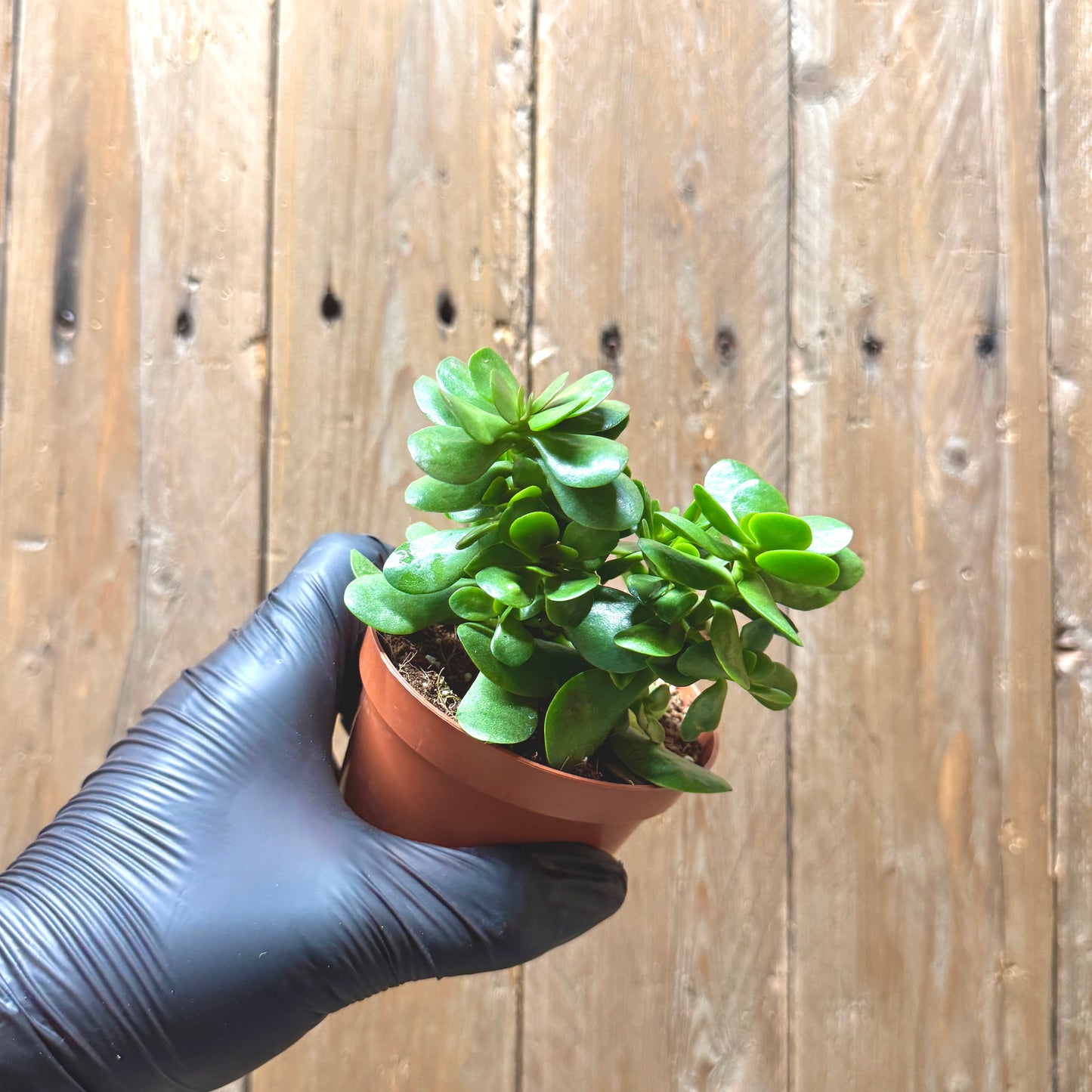 Crassula ovata