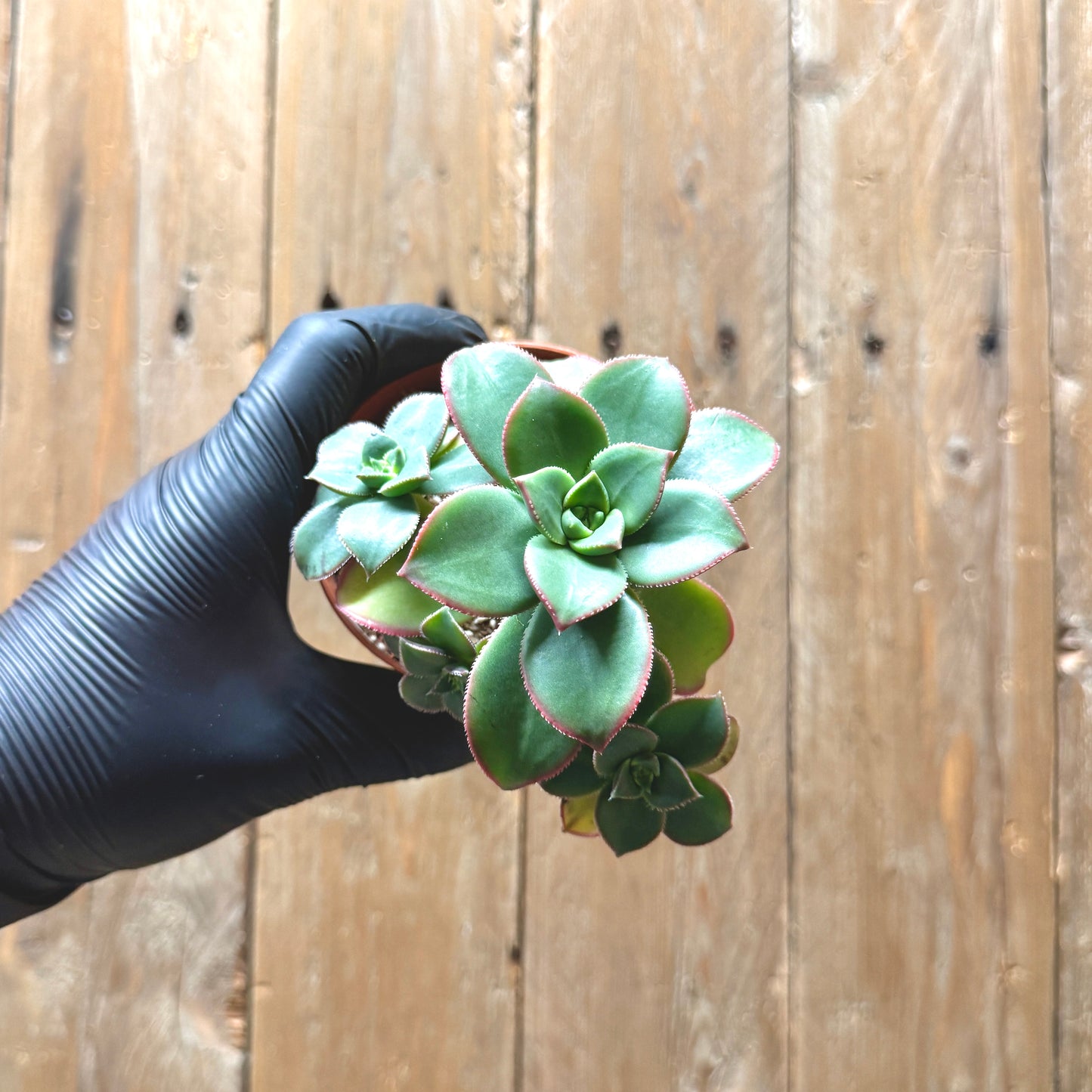 Aeonium Starburst
