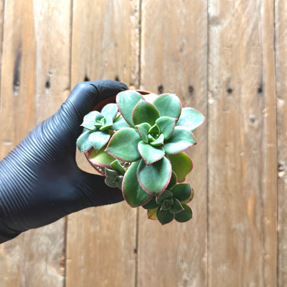 Aeonium Starburst