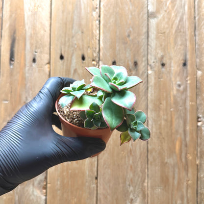 Aeonium Starburst