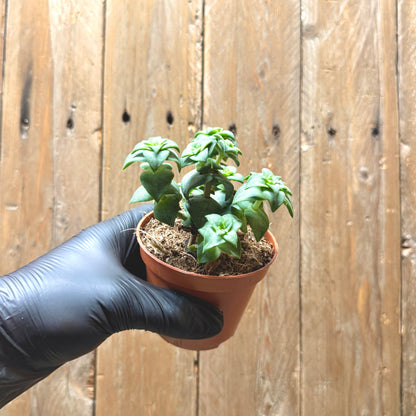 String Of Buttons