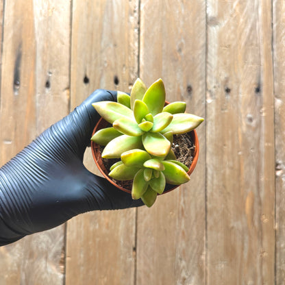 Coppertone Stonecrop
