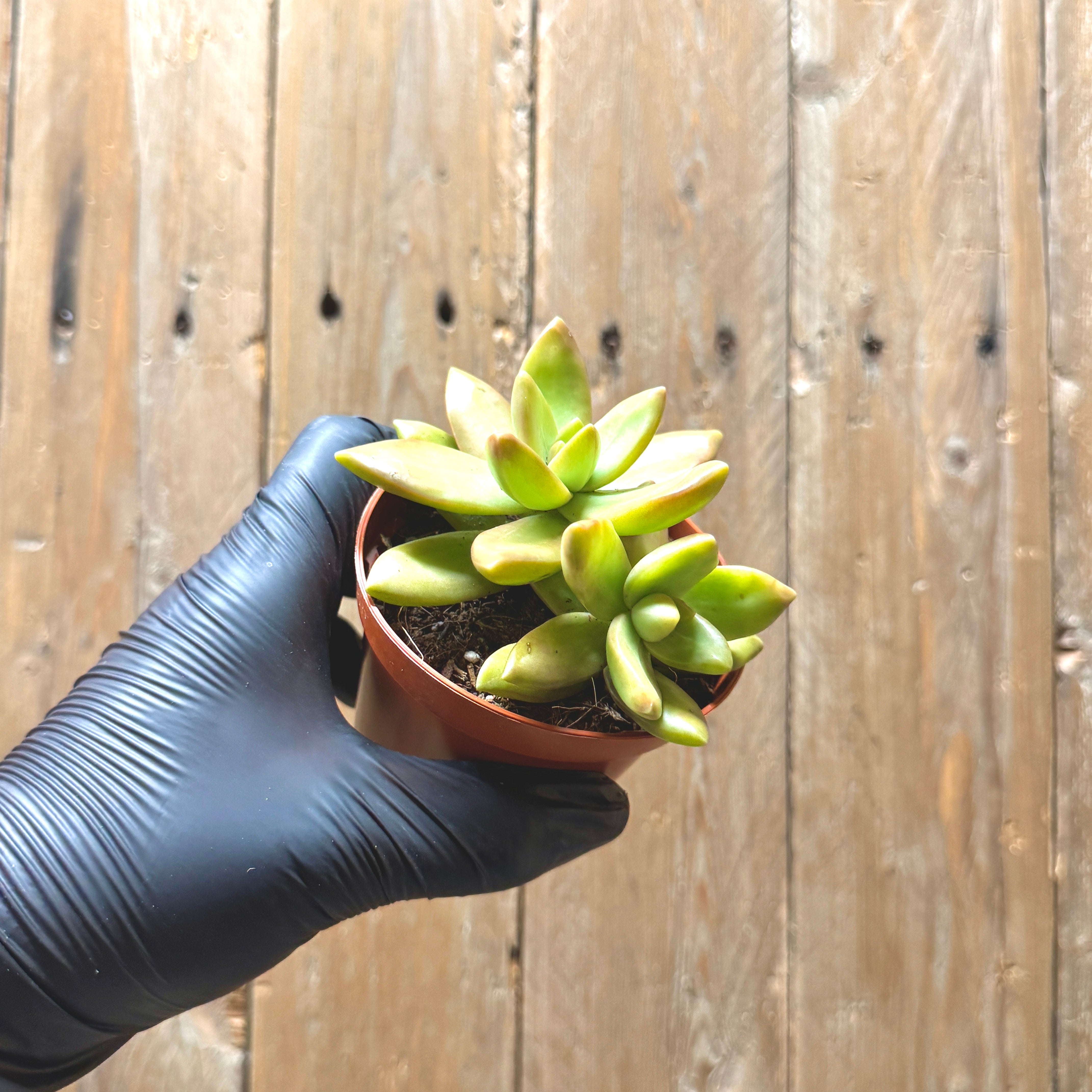 Coppertone Stonecrop