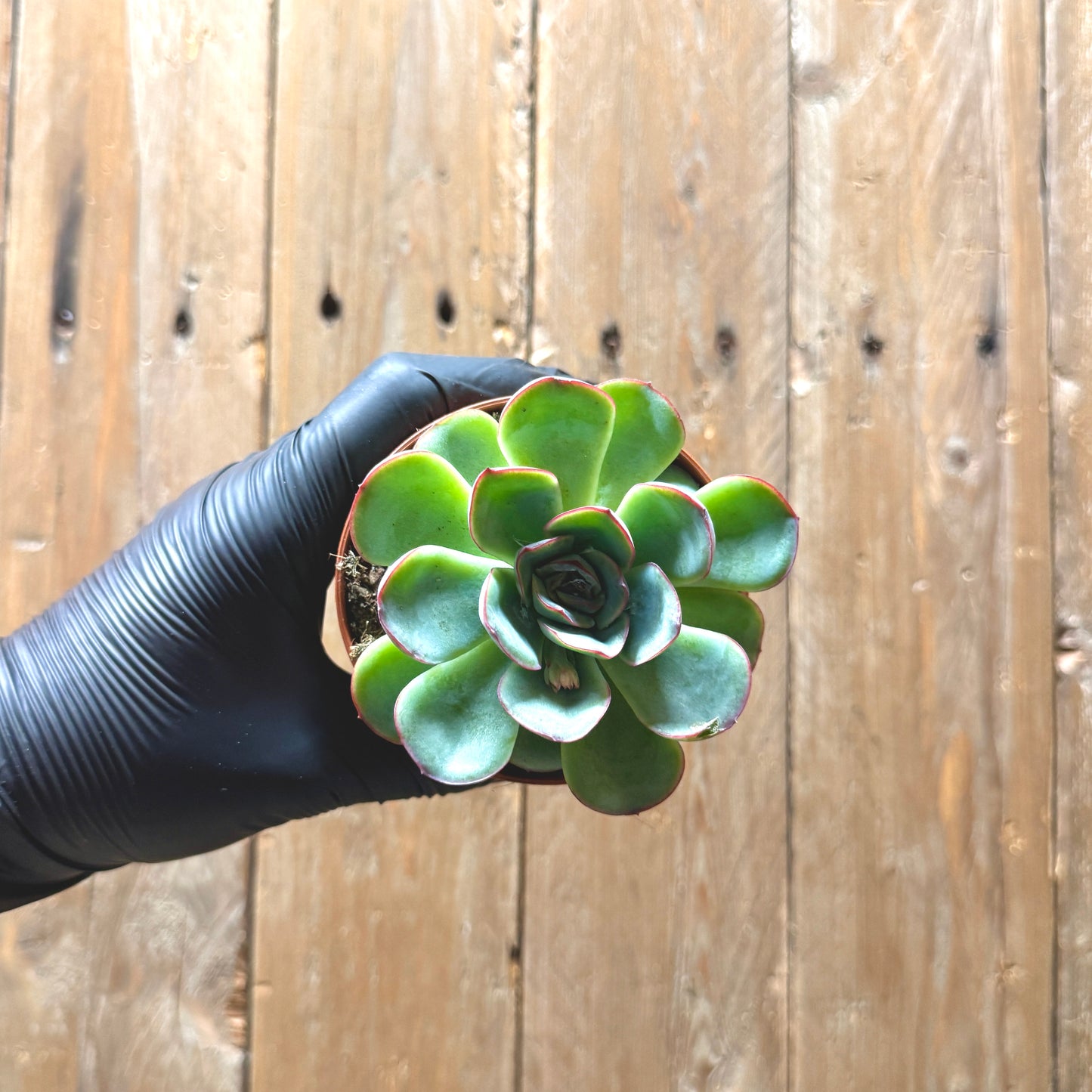 Pulido's Echeveria