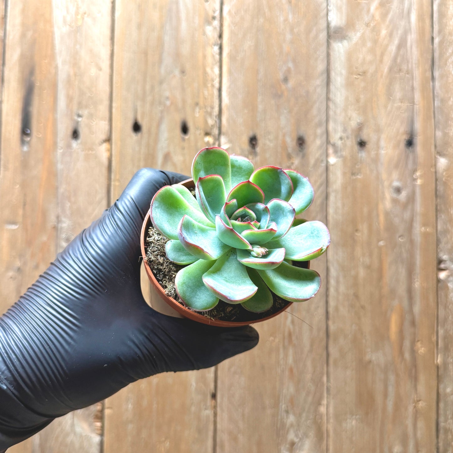 Pulido's Echeveria