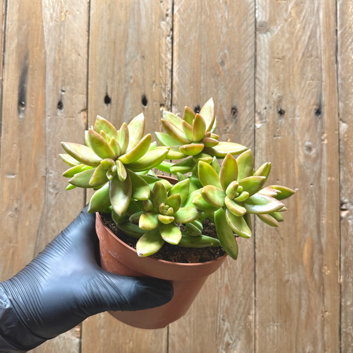 Coppertone Stonecrop