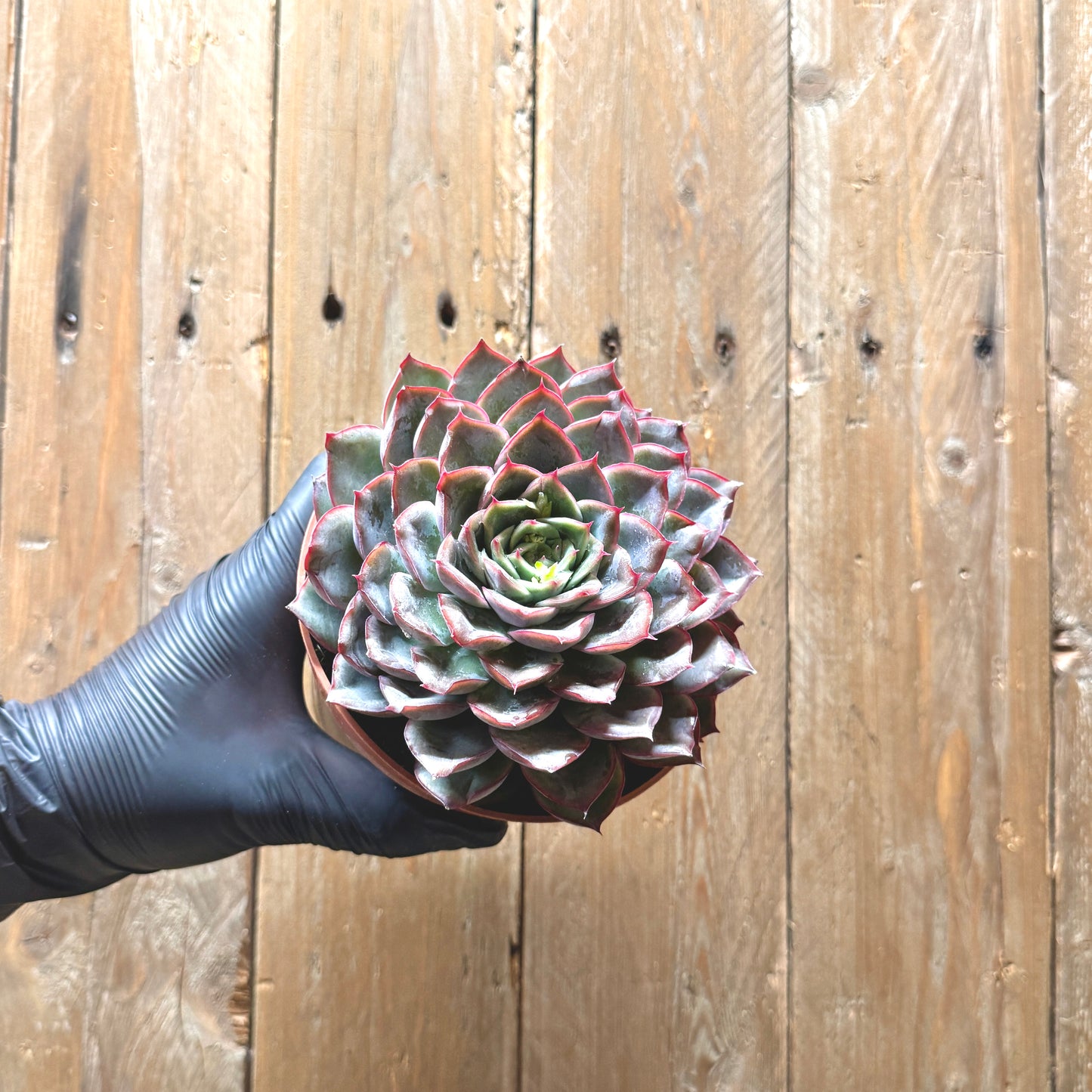 Pulido's Echeveria