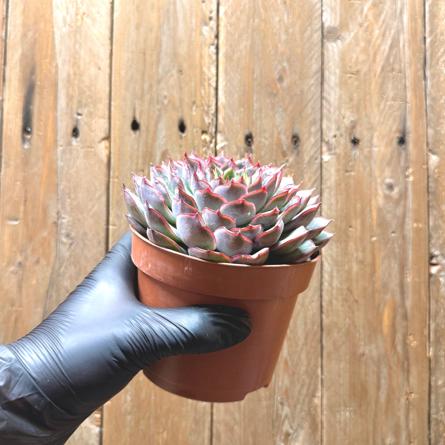 Pulido's Echeveria