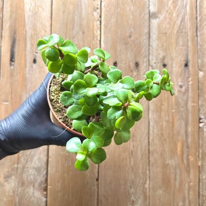 Elephant Bush