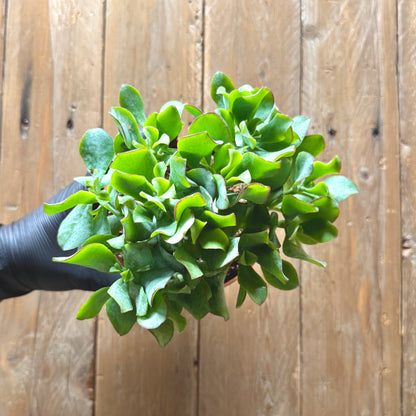 Ripple Jade