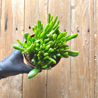Jade Plant