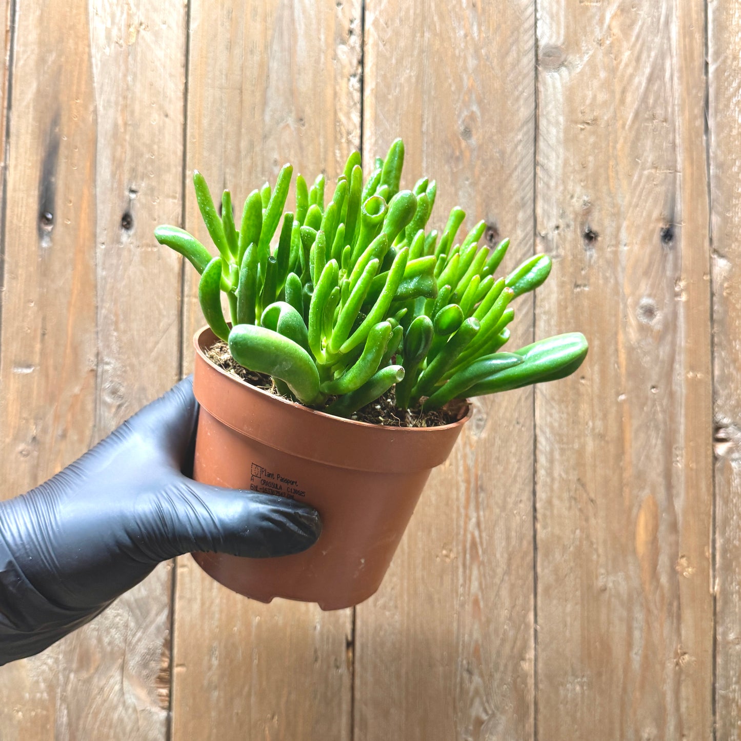 Jade Plant