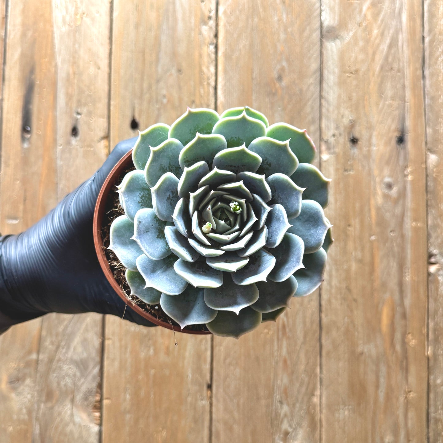 Echeveria hyalina