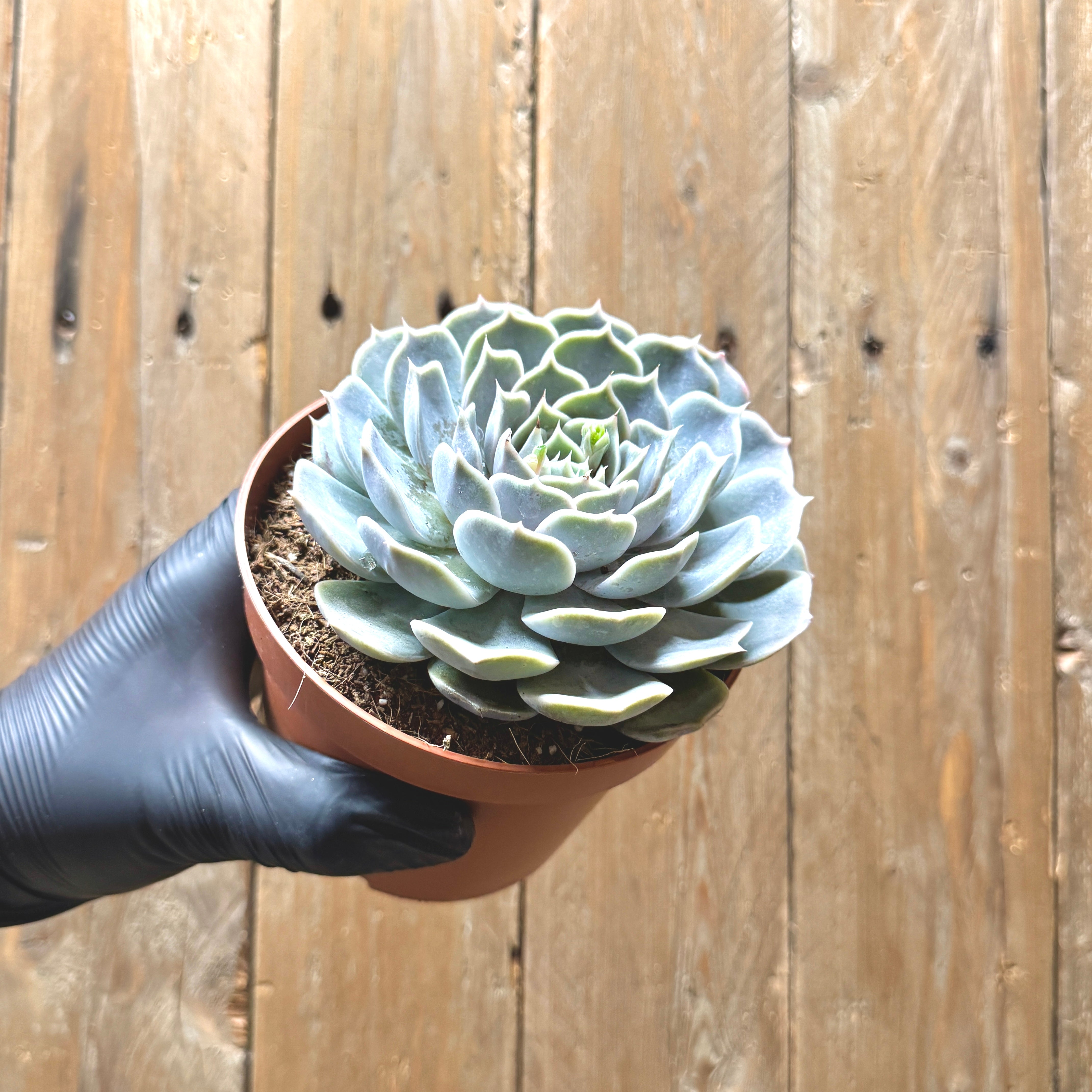 Echeveria hyalina