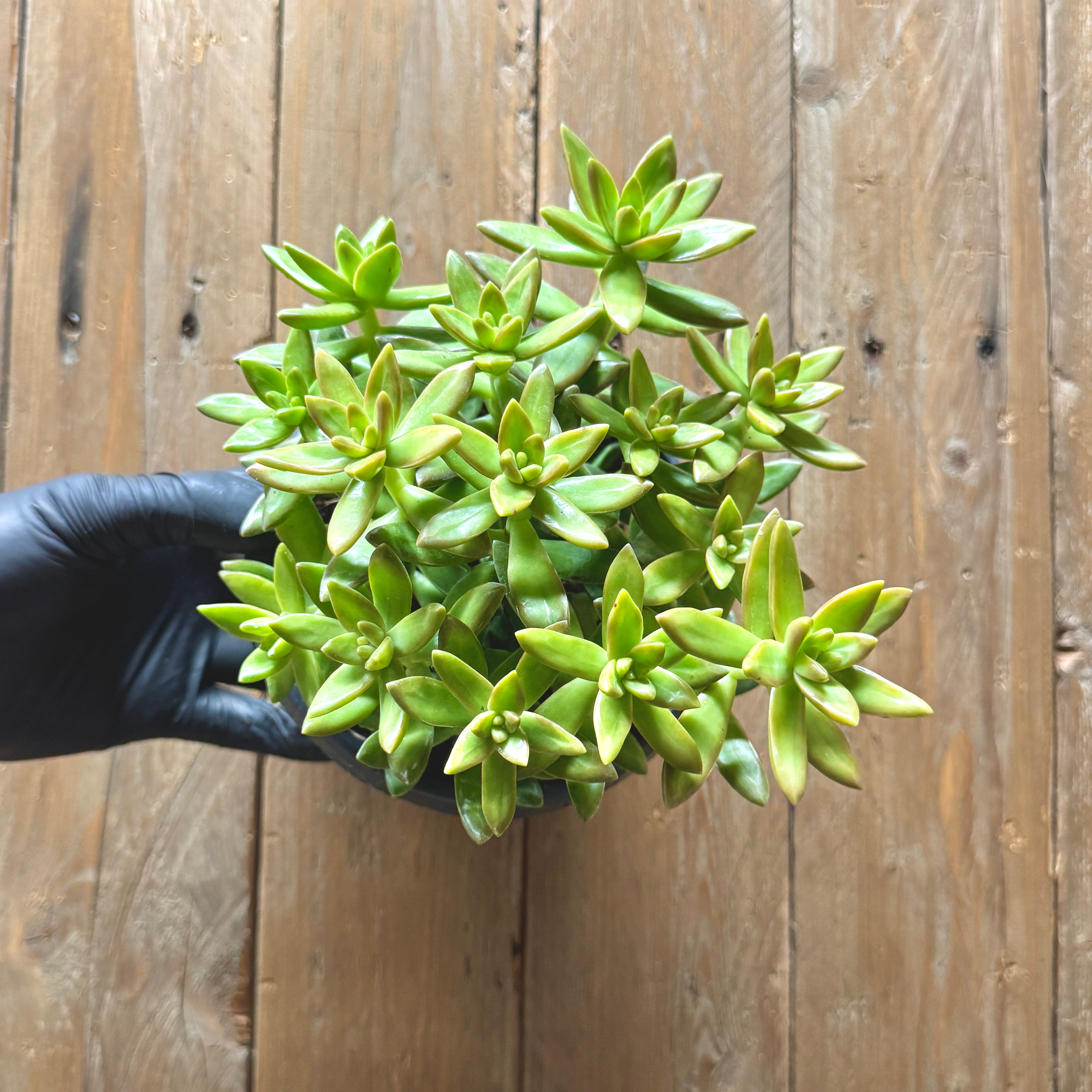 Coppertone Stonecrop