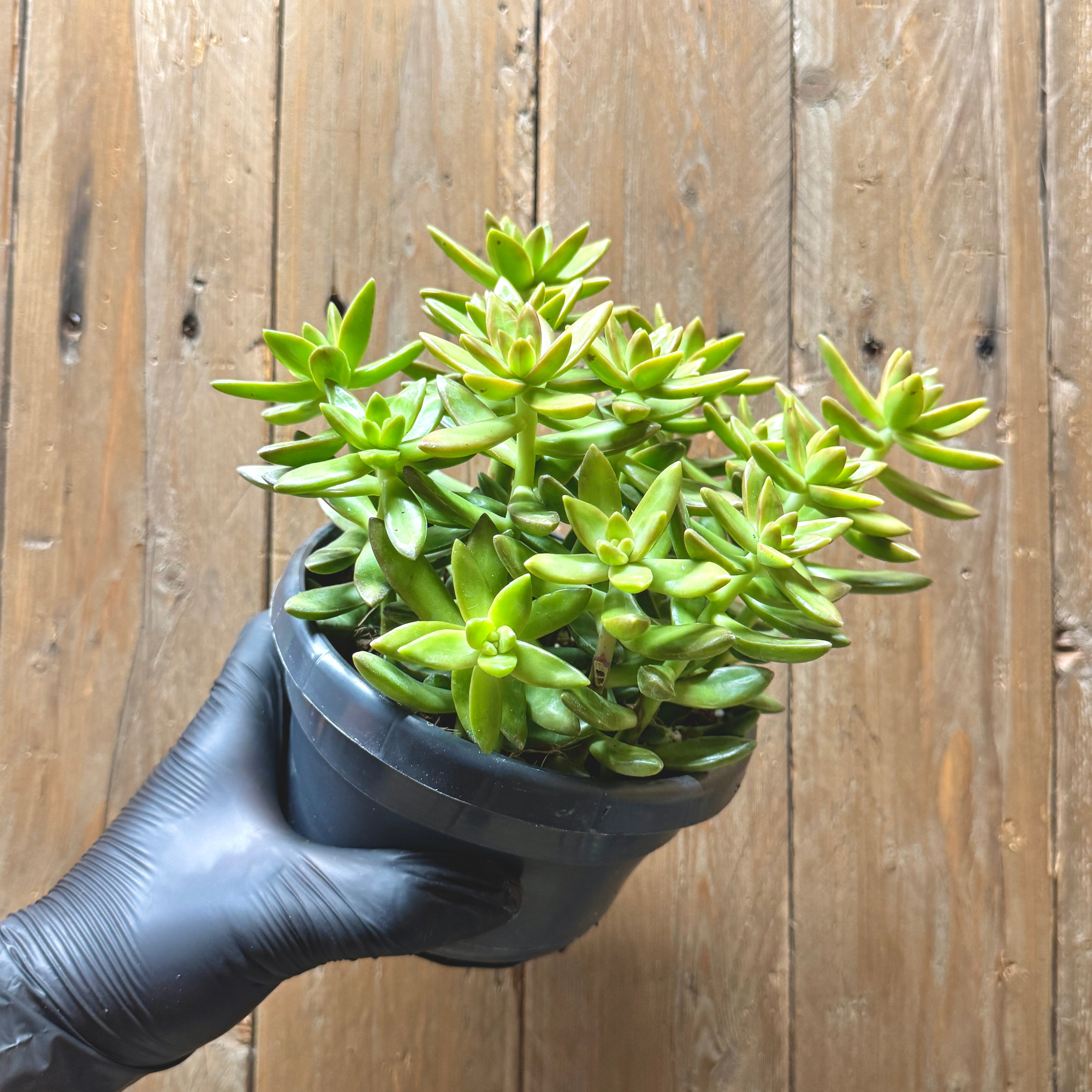 Coppertone Stonecrop