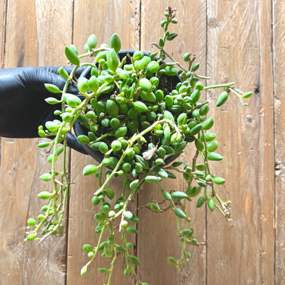 String of watermelons