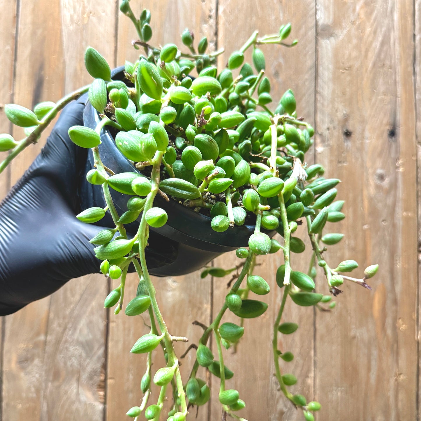 String of watermelons
