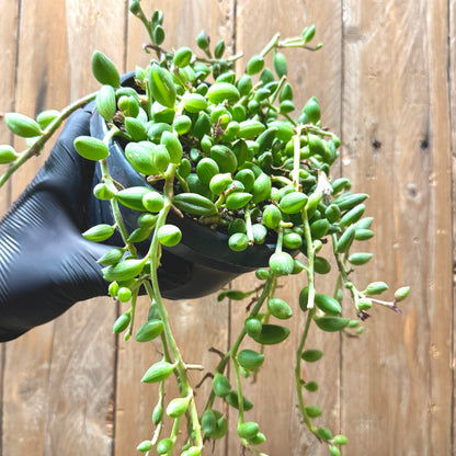 String of watermelons