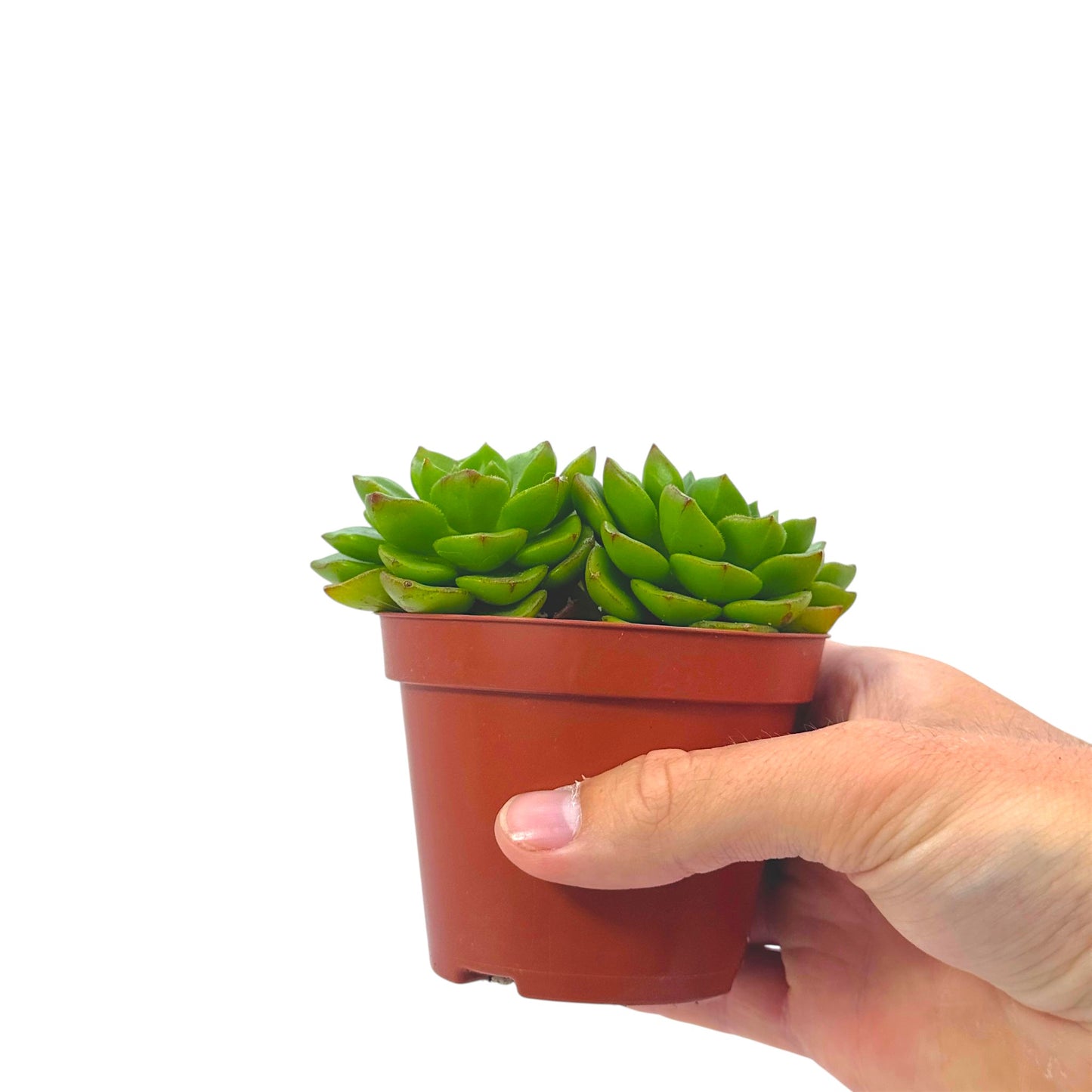 Echeveria Affins