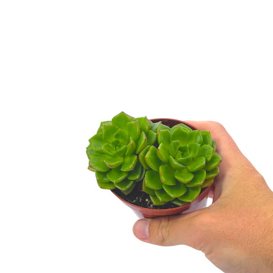 Echeveria Affins