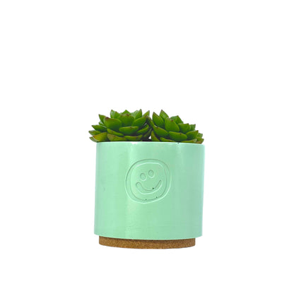 Echeveria Affins