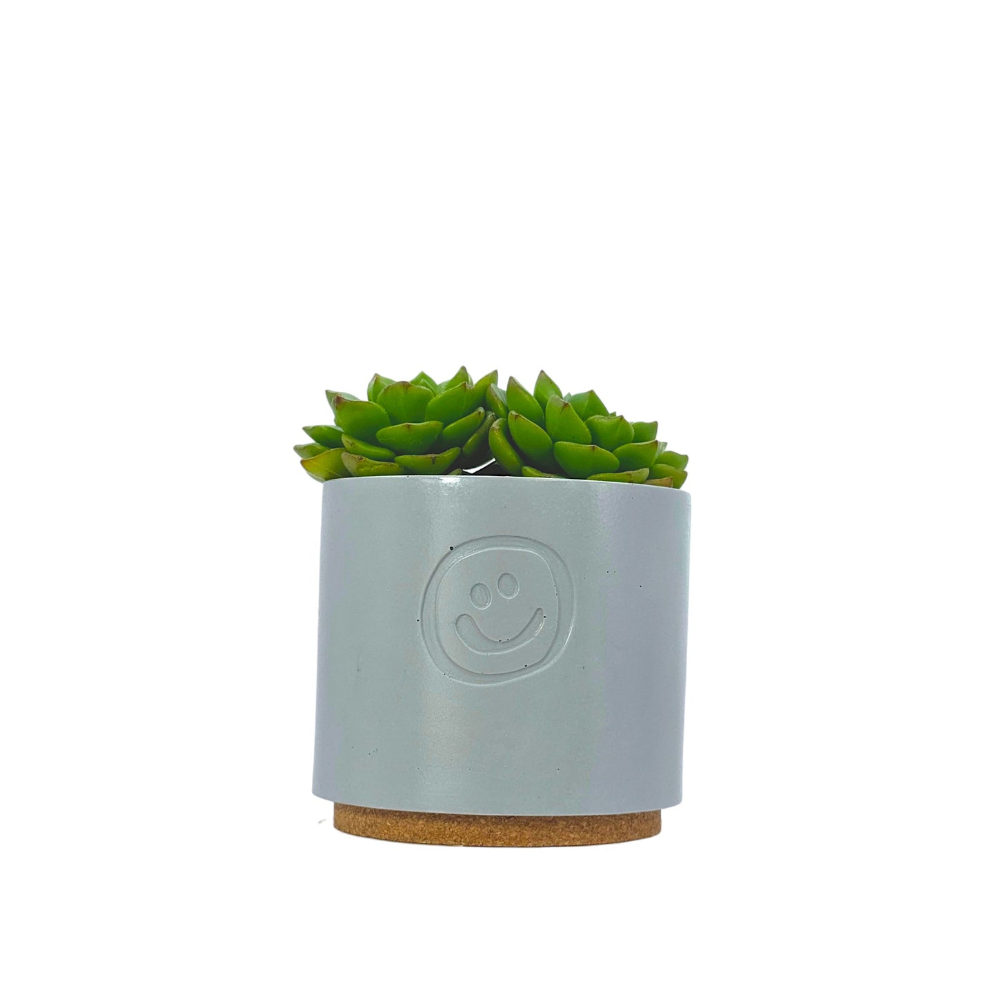 Echeveria Affins