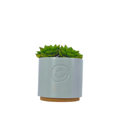Echeveria Affins