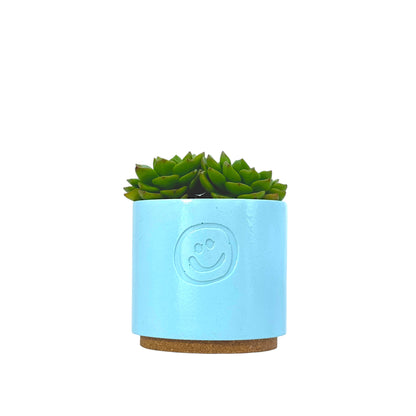 Echeveria Affins