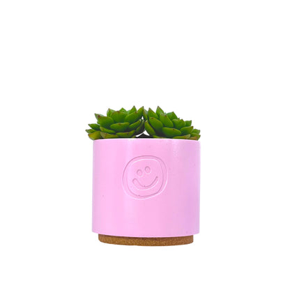 Echeveria Affins