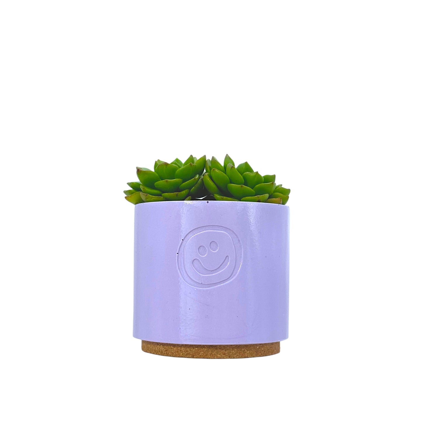 Echeveria Affins