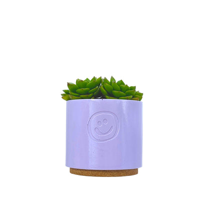 Echeveria Affins