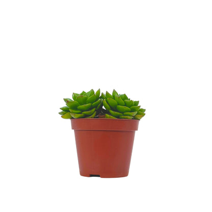 Echeveria Affins